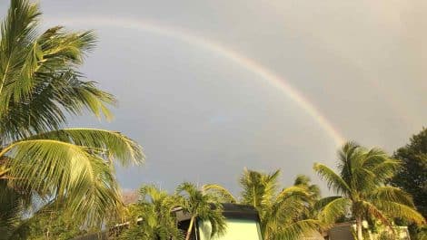 A group of RV's near a park of palm tree's and a rainbow in the background.