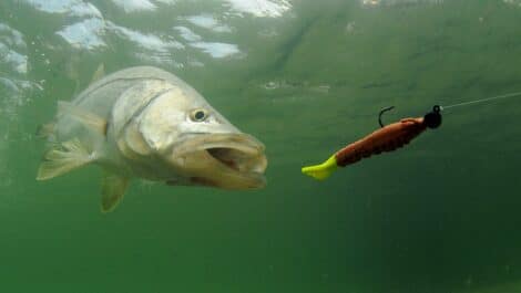 A front view of a largemouth bass jumping out of the water for a minnow lure.
