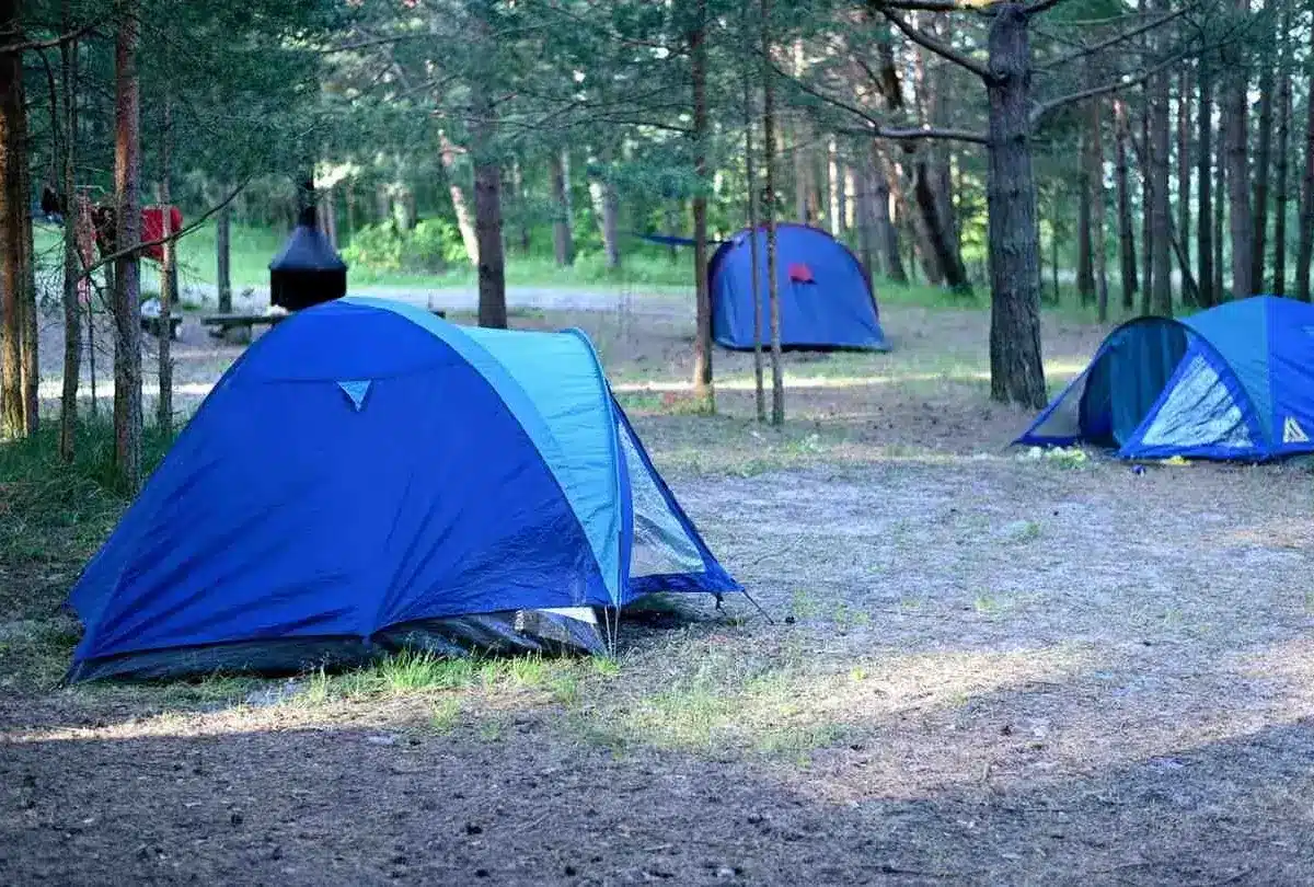 Tents set up in a forest campground surrounded by trees.