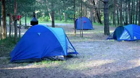 Tents set up in a forest campground surrounded by trees.