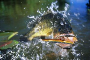 Central Florida’s Best Fall Bass Fishing Spots for RV Campers