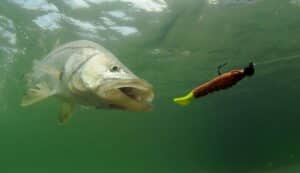 Snook Fishing in the Fall: Best Locations and Techniques in Florida