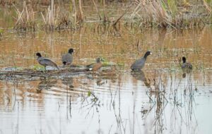 Late-Season Duck Hunting in Texas: Top Spots and Techniques