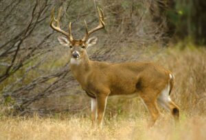 The Best Texas Public Hunting Lands for Fall and Winter Deer Hunts